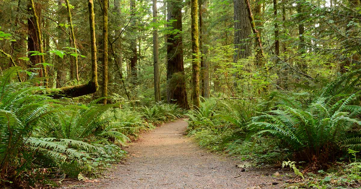 Beautiful forest path near Aumsville Oregon