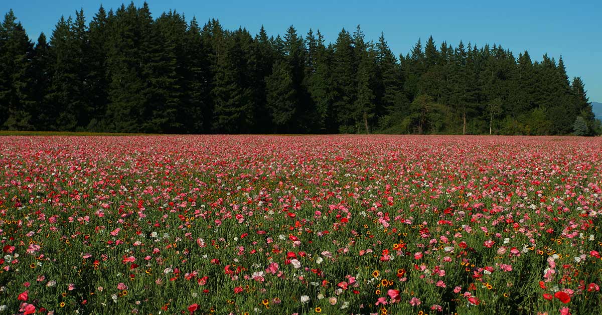 Flower farm near Brooks Oregon