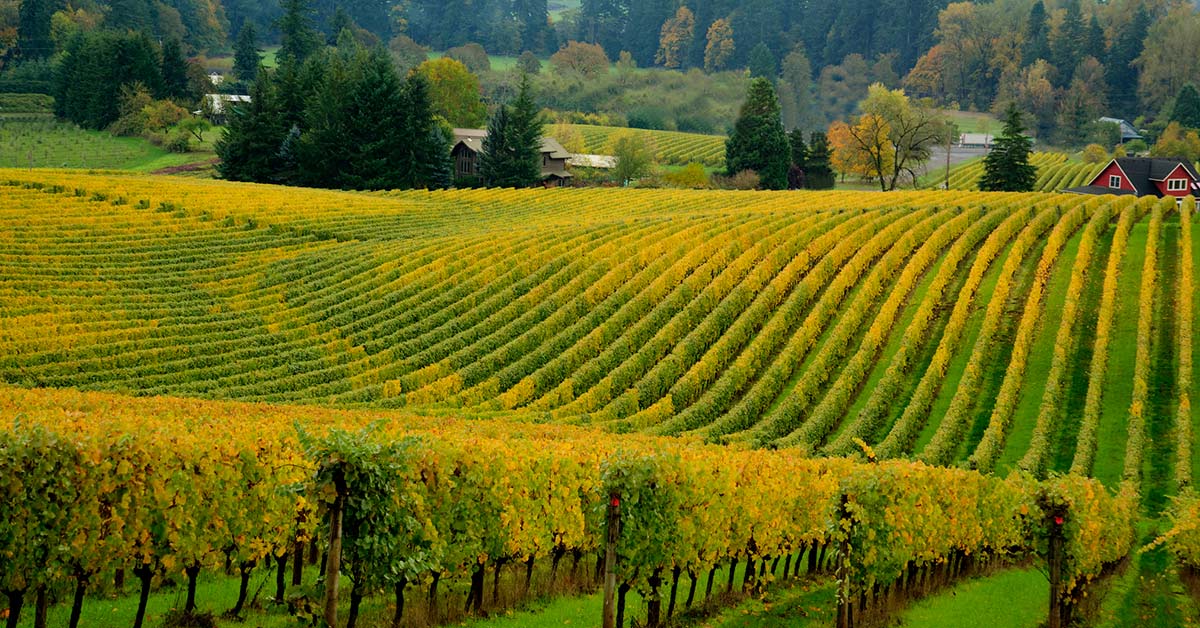 Rolling hills and vineyards near Jefferson Oregon