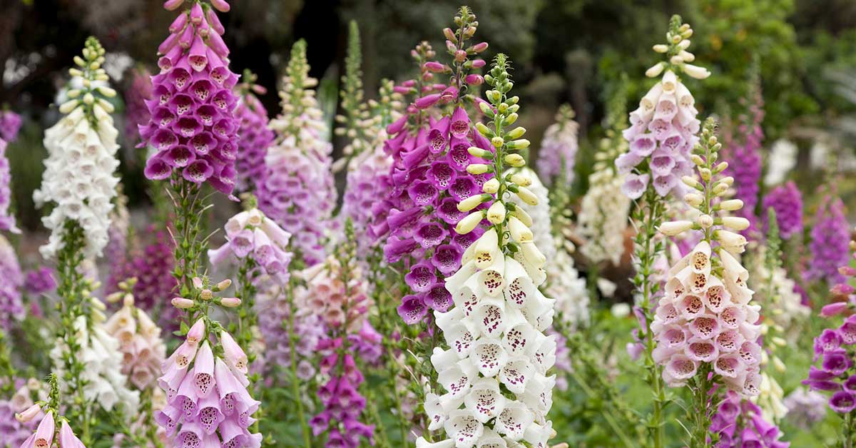 Foxglove flowers near Mt. Angel Oregon