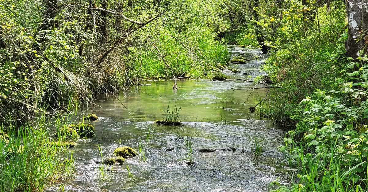Creek Near Stayton, Oregon
