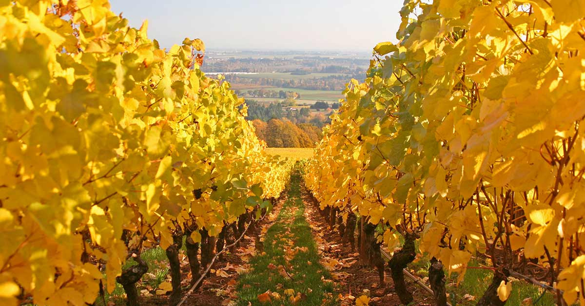 Willamette Valley vineyards near Turner Oregon