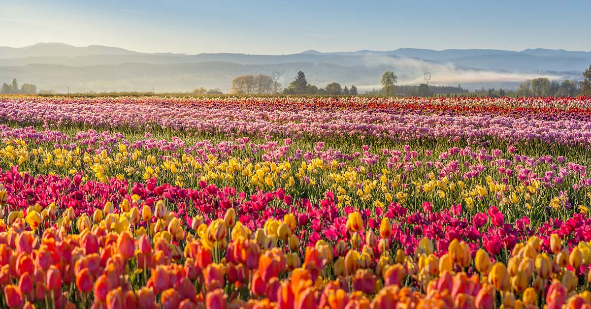 Colorful tulip farms in Woodburn, Oregon